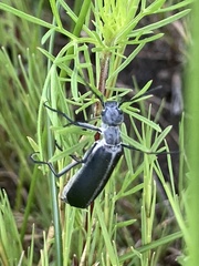 Epicauta curvicornis