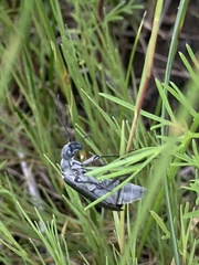 Epicauta curvicornis