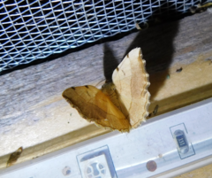 Eilicrinia trinotata