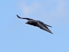 Corvus corone
