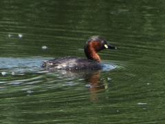 Tachybaptus ruficollis