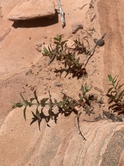 Epilobium canum garrettii