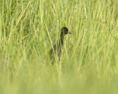 Rallus elegans × crepitans