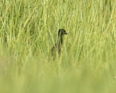 Rallus elegans × crepitans