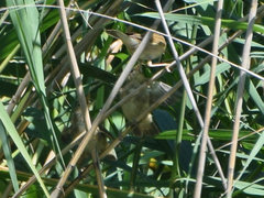 Acrocephalus scirpaceus