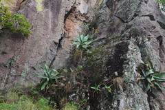 Agave pedunculifera