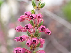 Cape Heath (Erica curtophylla)
