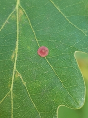 Neuroterus albipes