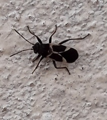 Ochrimnus cinctipennis