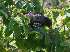 Sturnus vulgaris