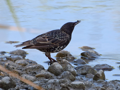 Sturnus vulgaris