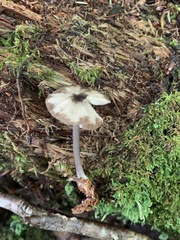 Entoloma fuscosquamosum