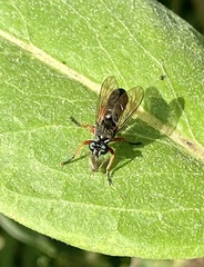 Laphria sadales