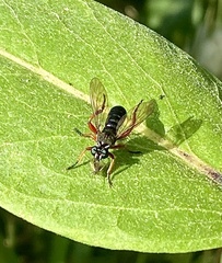 Laphria sadales