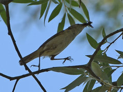 Acrocephalus scirpaceus