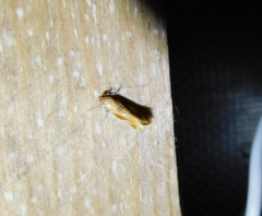 Epicallima formosella