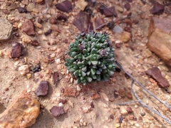 Antimima wittebergensis