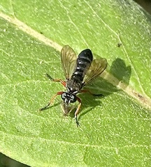 Laphria sadales