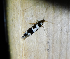 Neurothaumasia ankerella