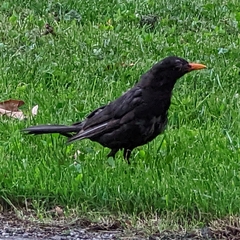 Turdus merula