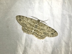 Hypomecis punctinalis conferenda