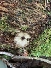 Entoloma fuscosquamosum