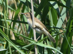 Acrocephalus scirpaceus