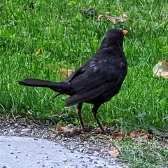 Turdus merula