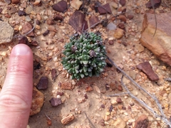 Antimima wittebergensis