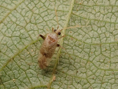 Compsidolon salicellum