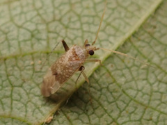 Compsidolon salicellum