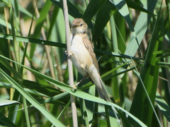 Acrocephalus scirpaceus