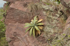 Agave pedunculifera