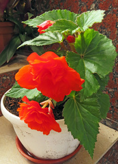 Begonia × tuberhybrida