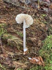 Entoloma fuscosquamosum