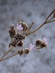 Limonium tobarrense