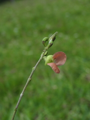 Macroptilium erythroloma