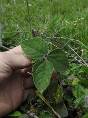 Macroptilium erythroloma