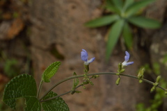 Salvia aequidistans