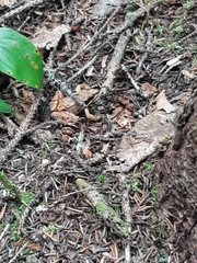 Lithobates sylvaticus image