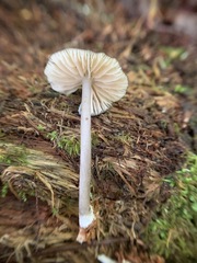 Entoloma fuscosquamosum