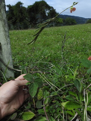 Macroptilium erythroloma