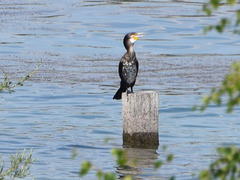 Phalacrocorax carbo