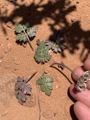 Cymopterus newberryi