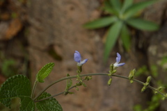 Salvia aequidistans