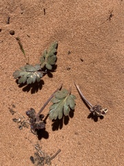 Cymopterus newberryi