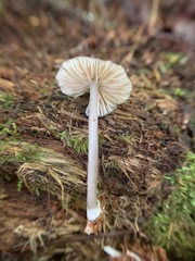 Entoloma fuscosquamosum