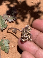 Cymopterus newberryi