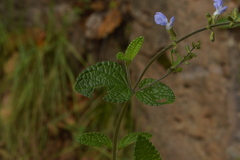 Salvia aequidistans