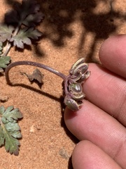Cymopterus newberryi
